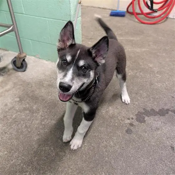 Cole - Siberian Husky