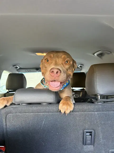 Chocolate - Pit Bull Terrier