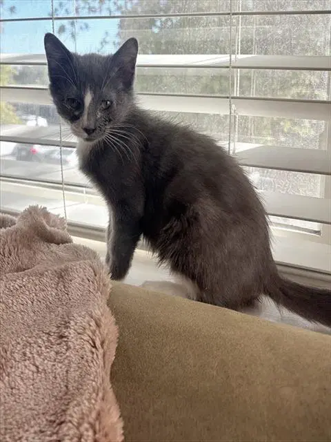 Cinder - Domestic Short Hair