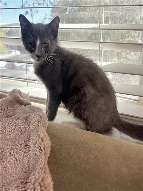 Cinder