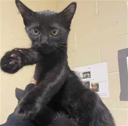 Jason - Domestic Short Hair