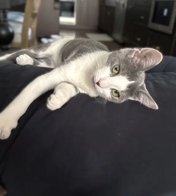 Stella - Domestic Short Hair