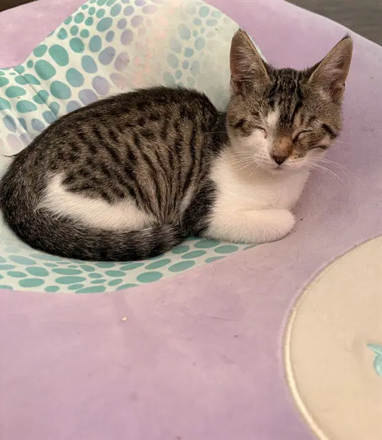 Fawn - Domestic Short Hair