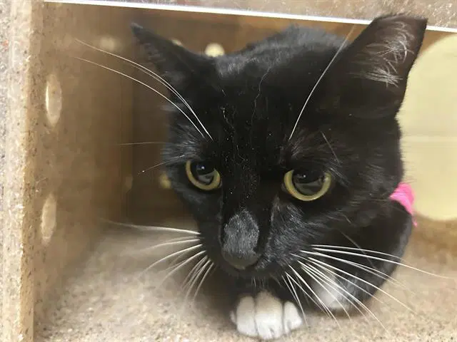 Starfire - Domestic Short Hair