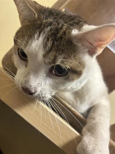 Patches - Domestic Short Hair