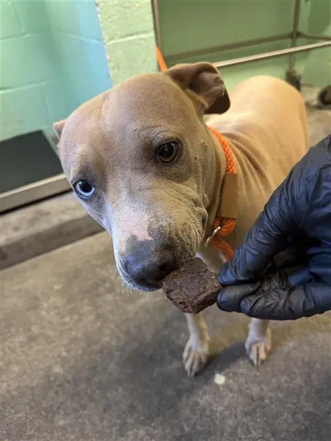 Diamond - Pit Bull Terrier