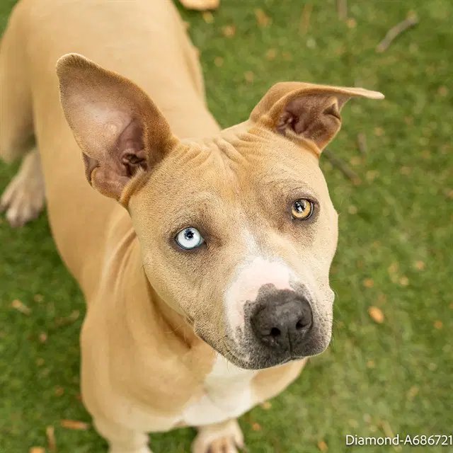 Diamond - Pit Bull Terrier
