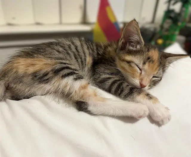 John - Domestic Short Hair