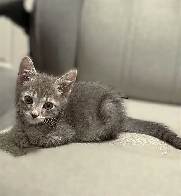 Ringo - Domestic Short Hair