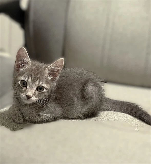 Ringo