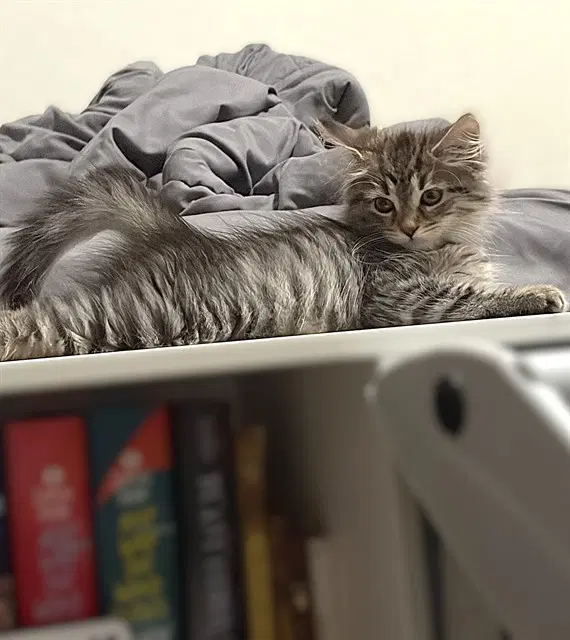 Paul - Domestic Short Hair