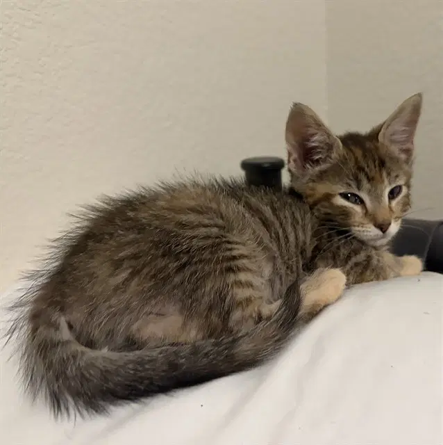 George - Domestic Short Hair