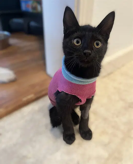 Spoopy - Domestic Short Hair