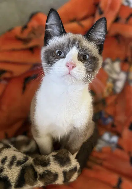 Obi - Domestic Short Hair