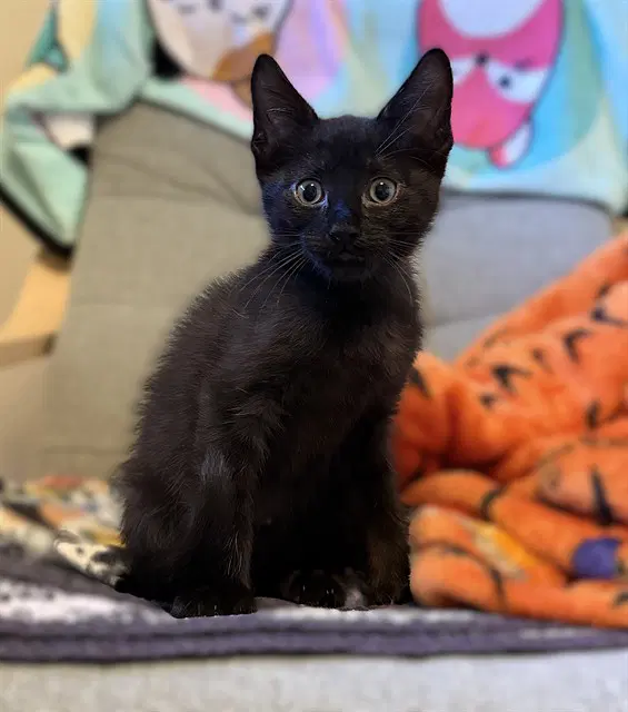 Guppy - Domestic Short Hair