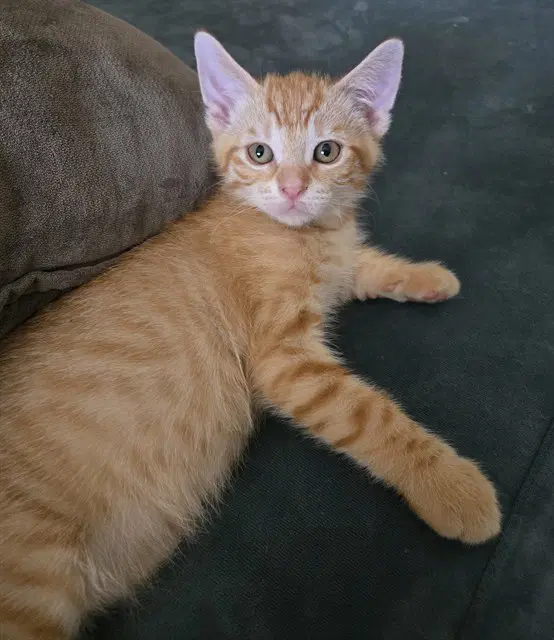 Egg - Domestic Short Hair