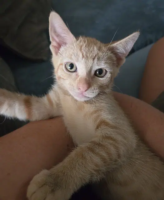 Pie - Domestic Short Hair