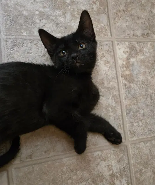 Char - Domestic Short Hair