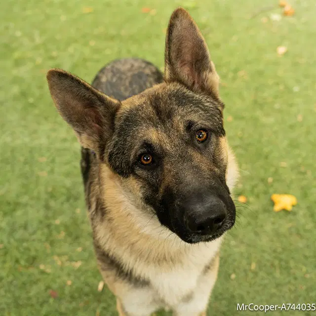 Unknown - German Shepherd Dog