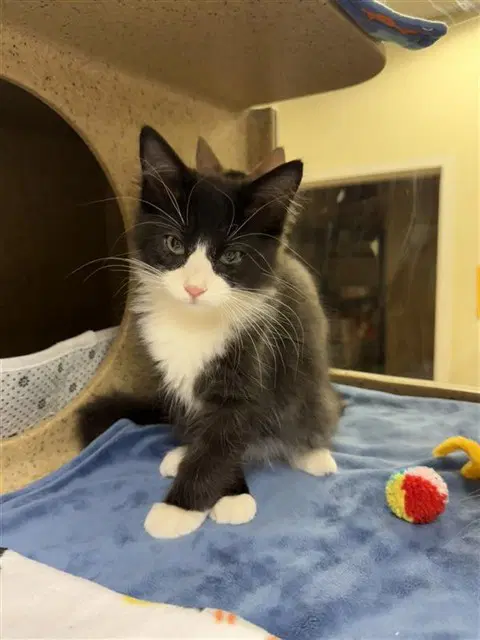 Vader - Domestic Short Hair
