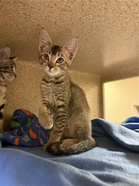 Fiona - Domestic Short Hair