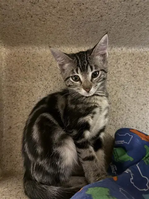 Belle - Domestic Short Hair