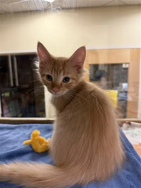 Garfield - Domestic Short Hair