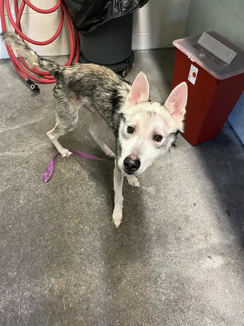 Humphrey - Husky