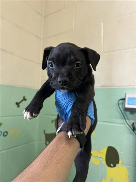 Unknown - Pit Bull Terrier