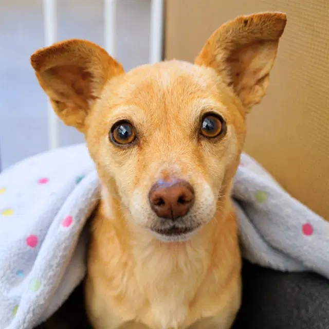 Sweet Pea - Chihuahua