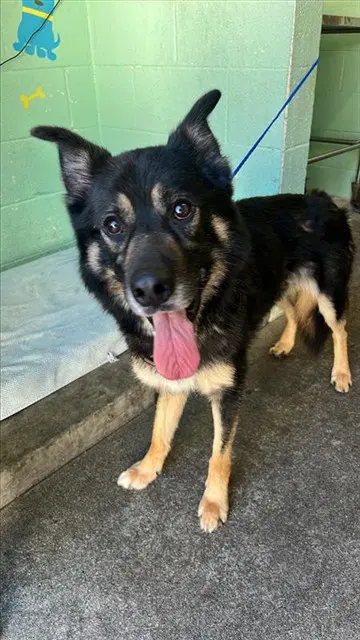 Buddy - German Shepherd Dog