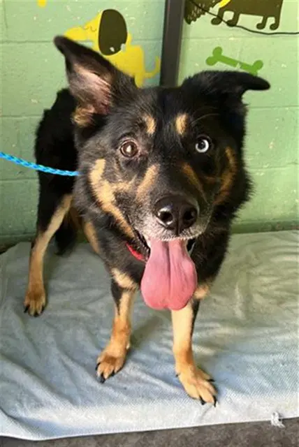 Aden - German Shepherd Dog