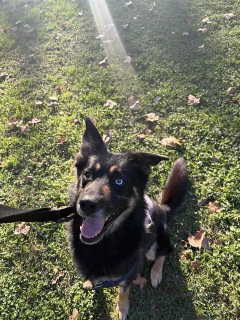 Aden - German Shepherd Dog