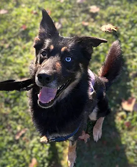 Aden - German Shepherd Dog