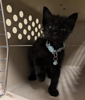 Batman - Domestic Short Hair