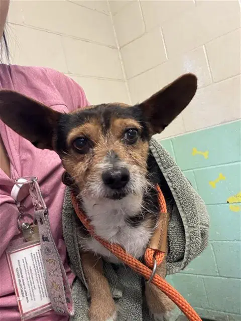 Unknown - Terrier