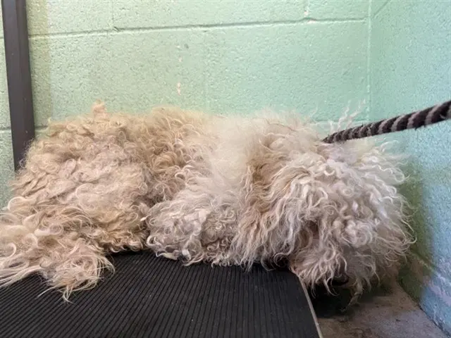 Unknown - Poodle (Standard)