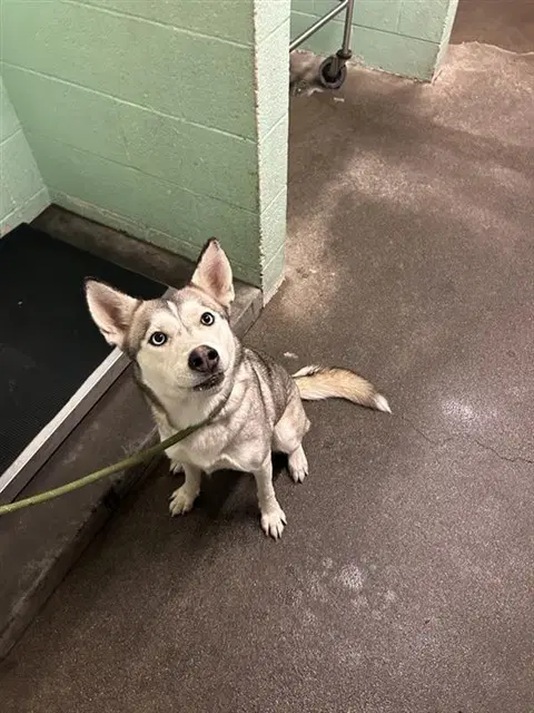 Dimond - Siberian Husky