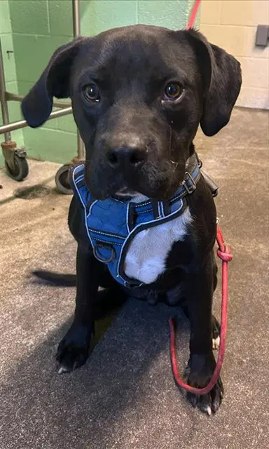 Baby Boy - Labrador Retriever