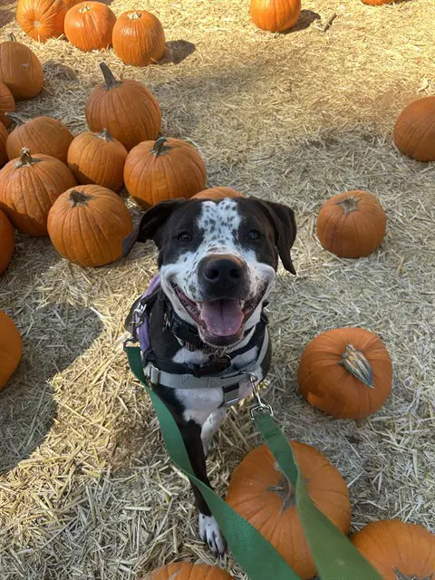 Charlie - Pit Bull Terrier
