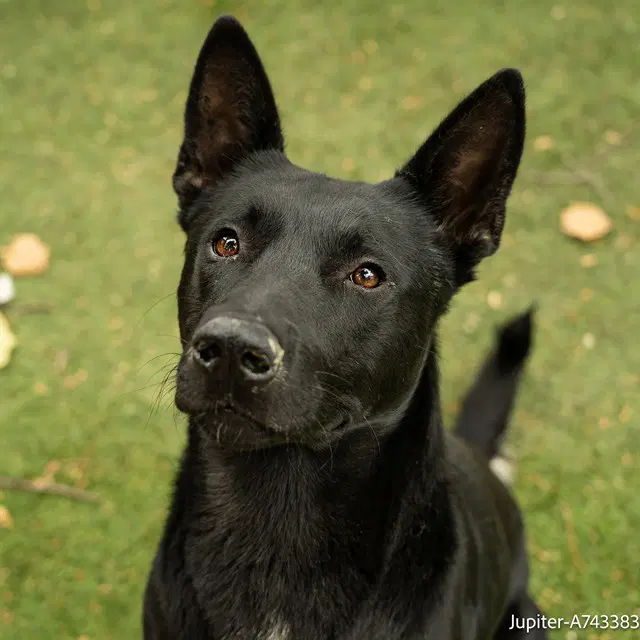 Jupiter - German Shepherd Dog