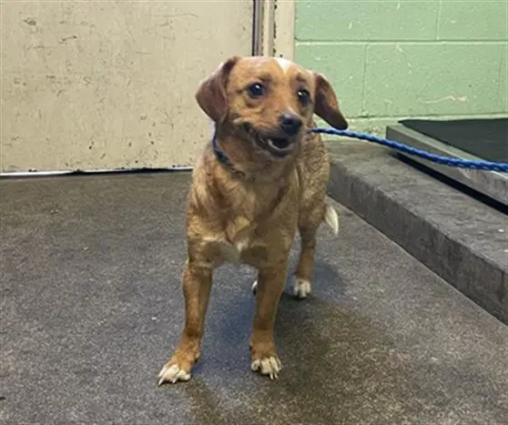 Buddy - Chihuahua