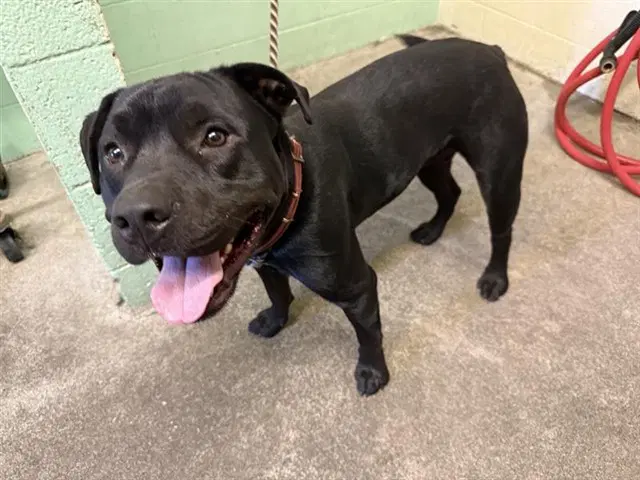 Ghost - Pit Bull Terrier