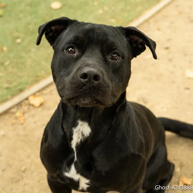 Ghost - Pit Bull Terrier