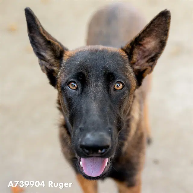 Zephyr - Belgian Shepherd Malinois
