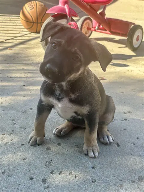 Coala - Dogo Argentino