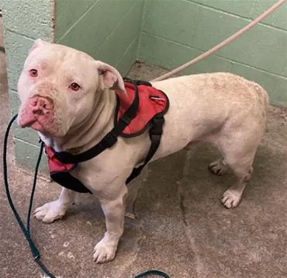 Ashton - Pit Bull Terrier