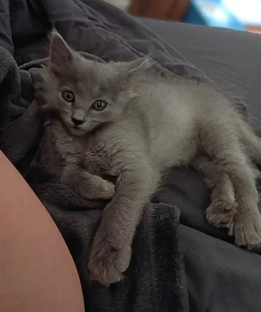 Michael - Domestic Short Hair