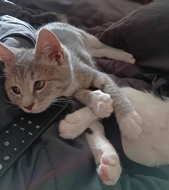 Evee - Domestic Short Hair