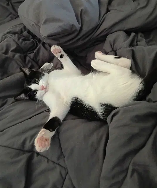 Pikachu - Domestic Short Hair